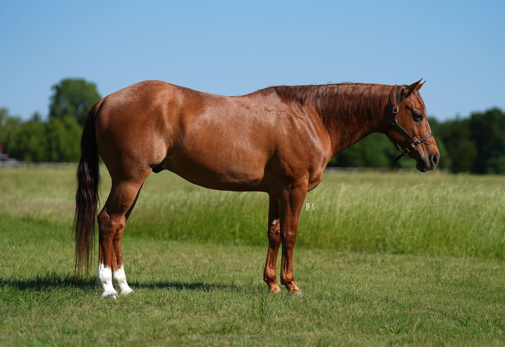 Cowboy - Image 5