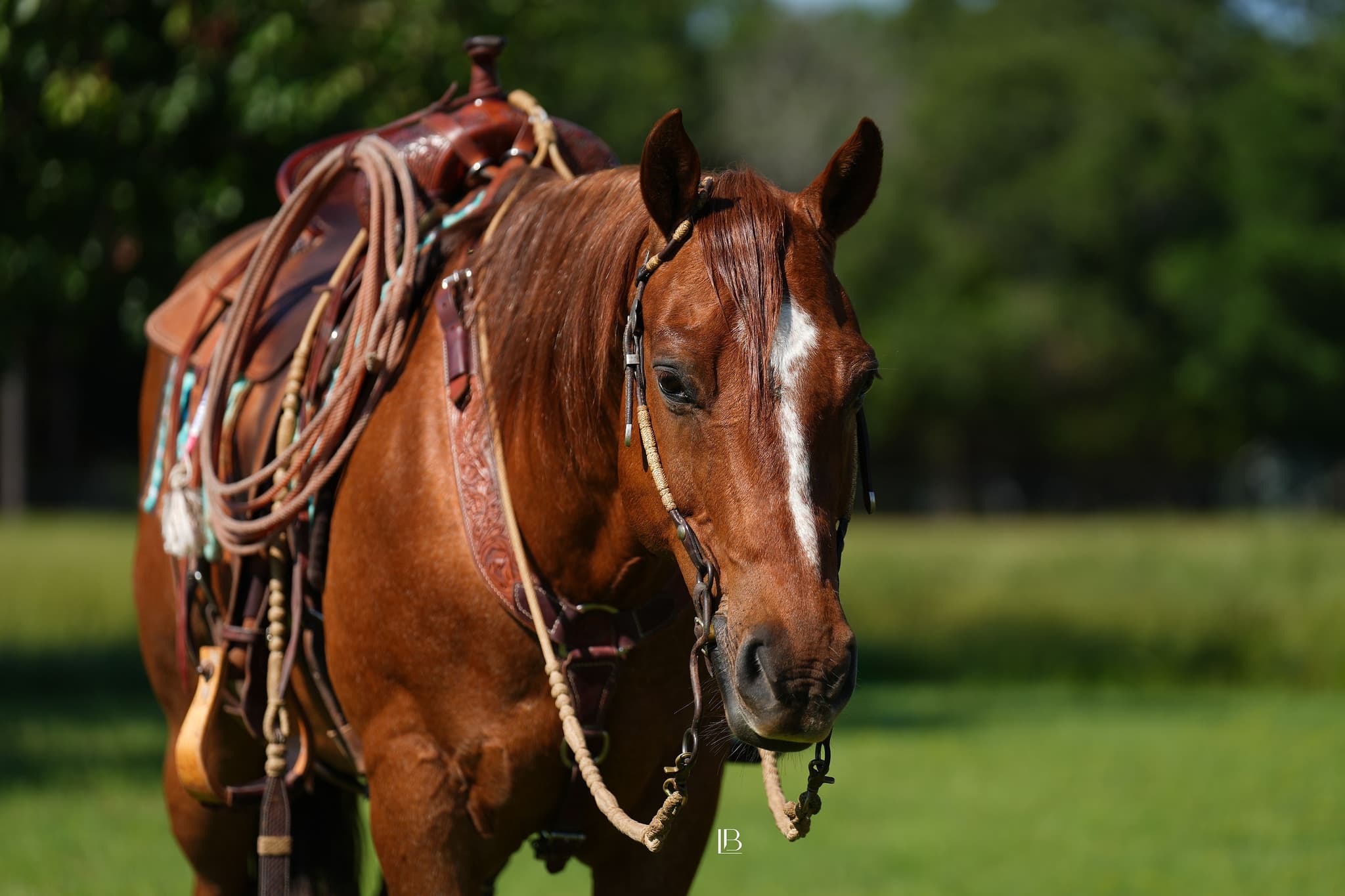 Cowboy - Image 2
