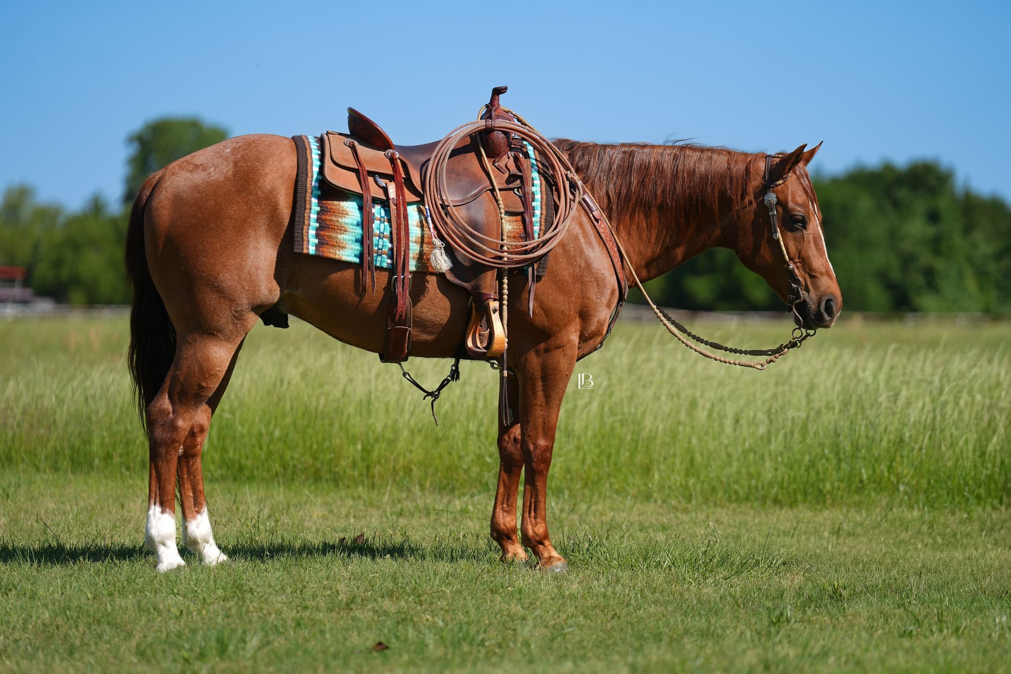 Cowboy - Image 1