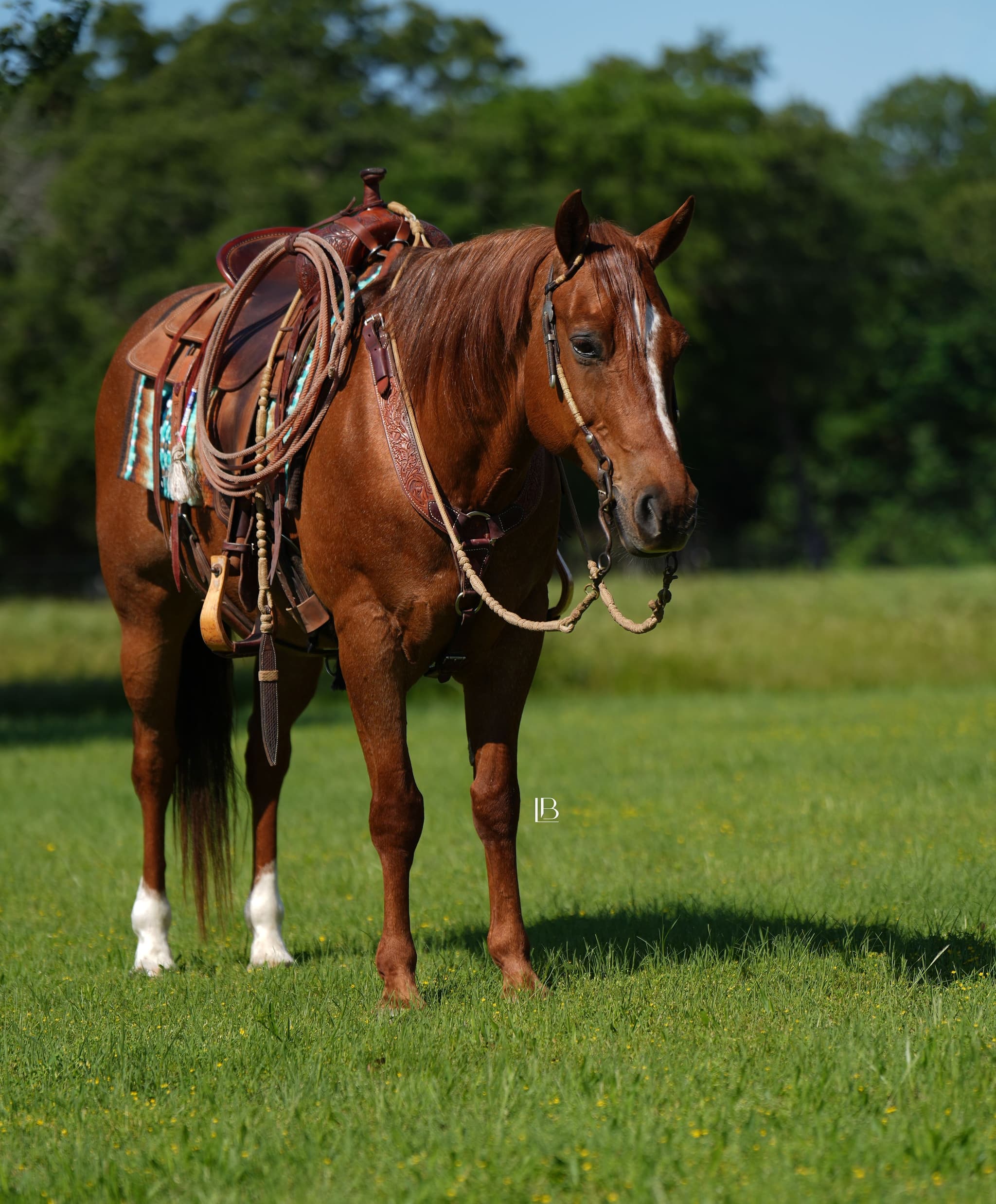 Cowboy - Image 3
