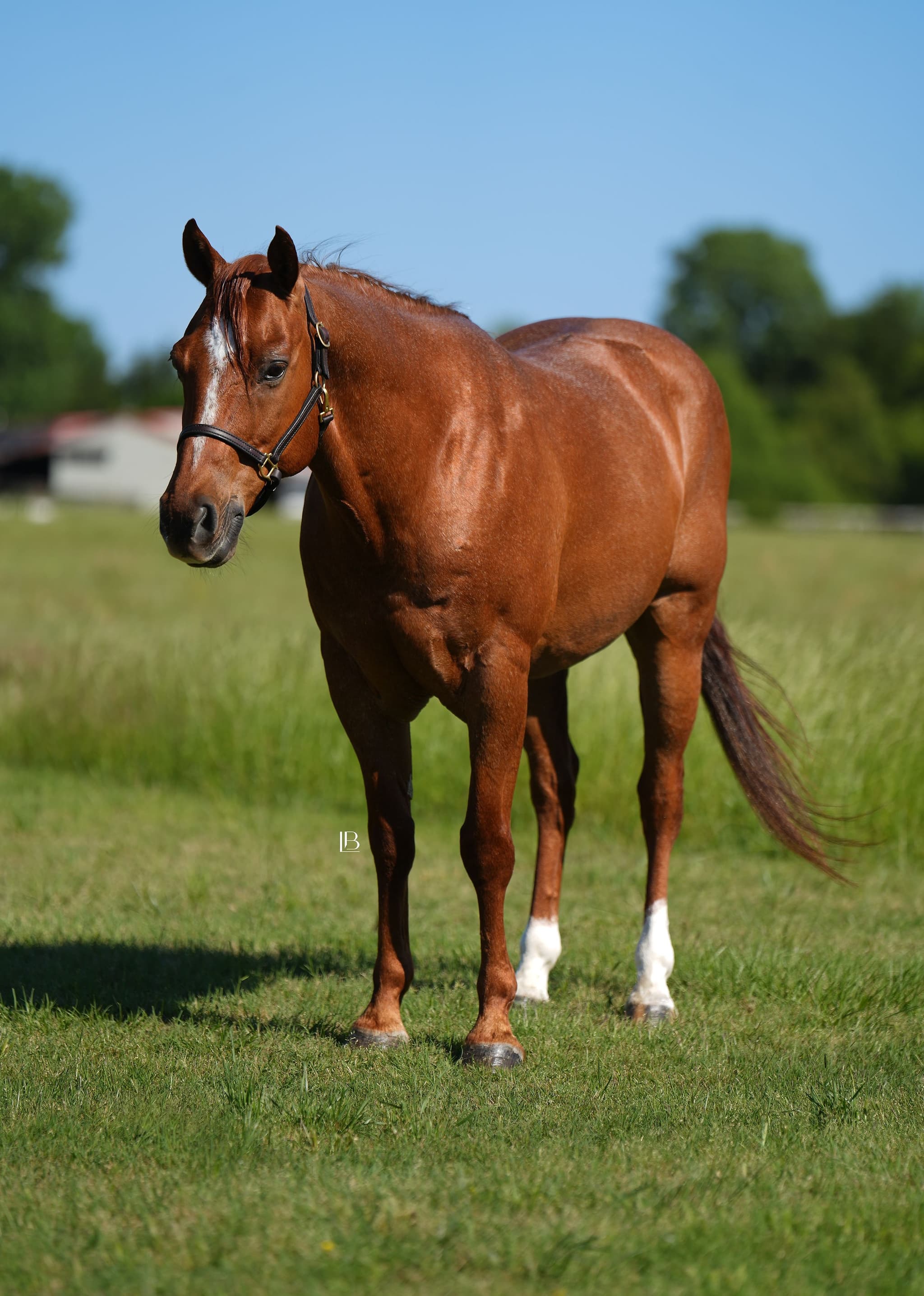 Cowboy - Image 9