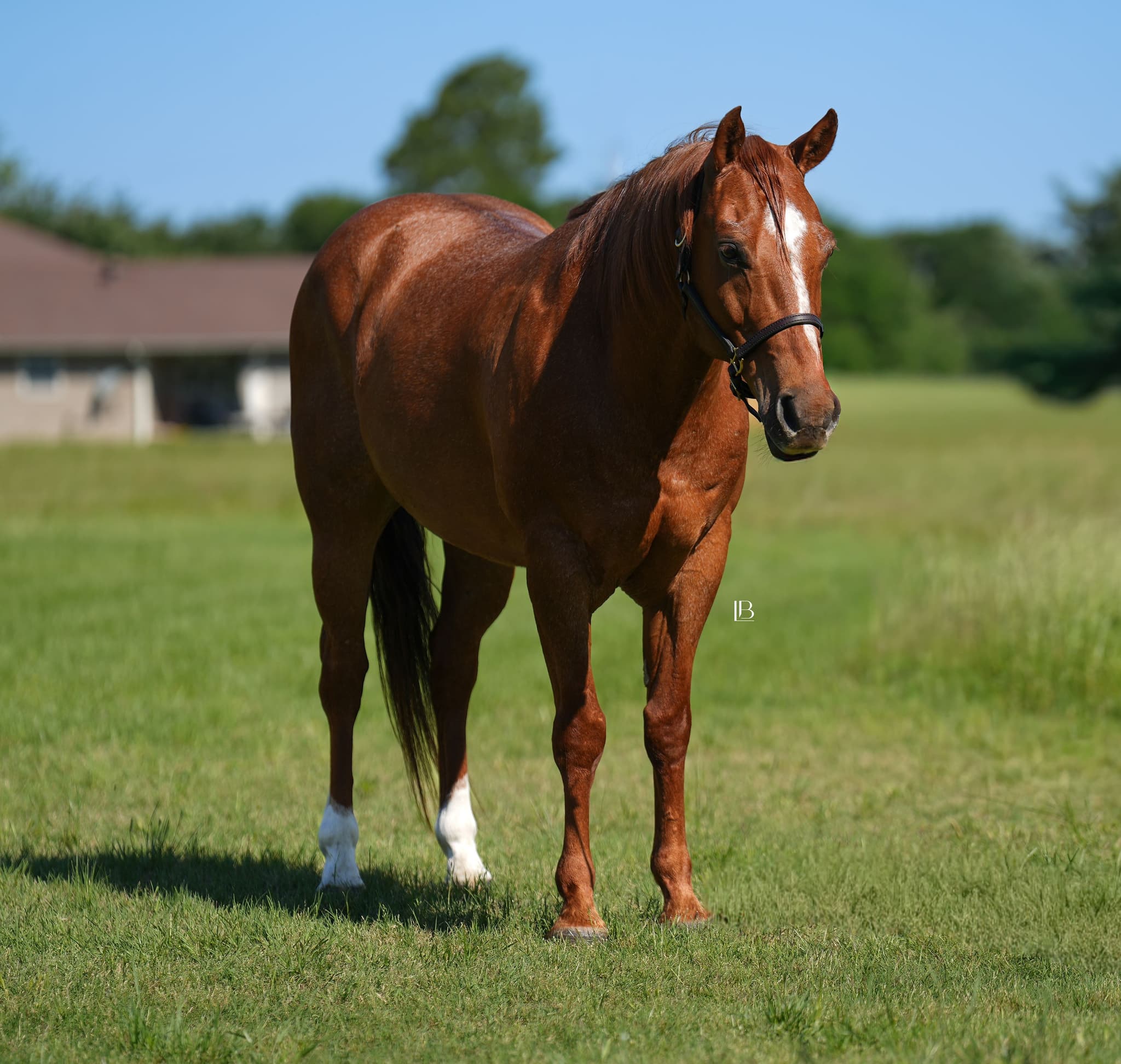 Cowboy - Image 6