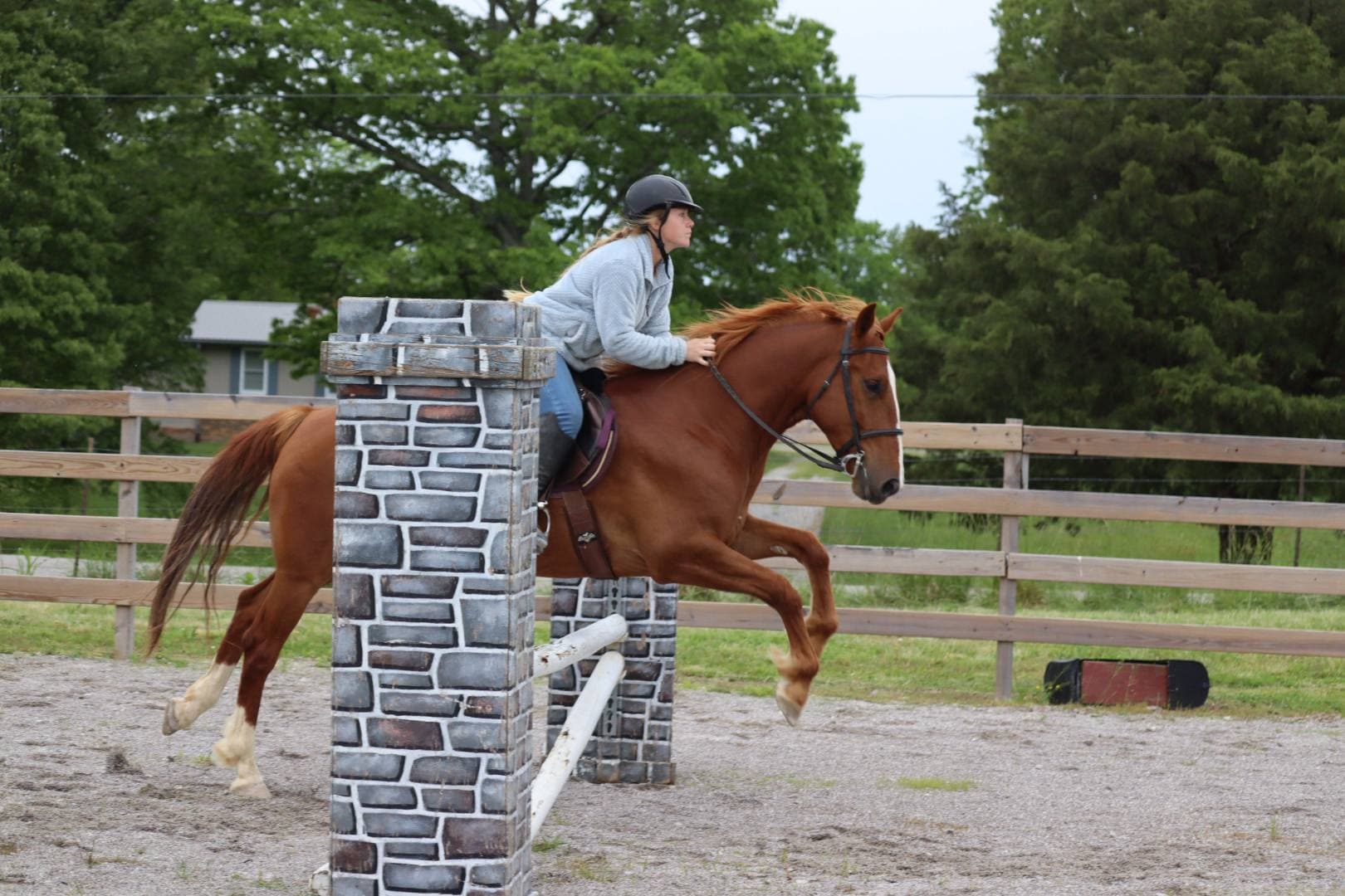 Equine Sales - Image 2